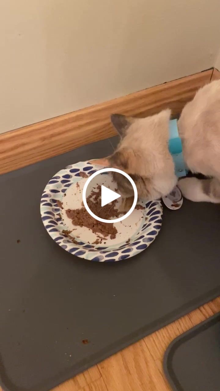 Customer video review of Mini Rabbit Feet
