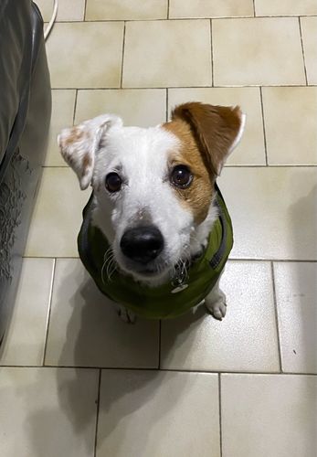 Customer photo review of Dog Coat - Winter Dog Jacket Australia