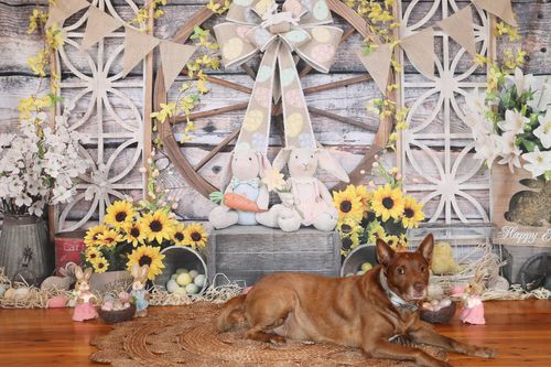 Customer photo review of Kate Sunflower Easter Backdrop