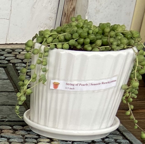 Customer photo review of String of Pearls | Senecio Rowleyanus