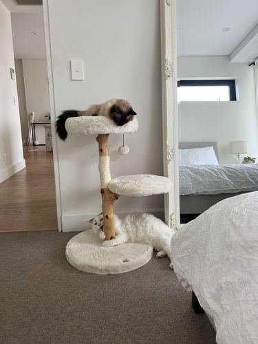 Customer photo review of Michu Real Wood Cat Tree -Small - Crafted for Your Feline's Comfort