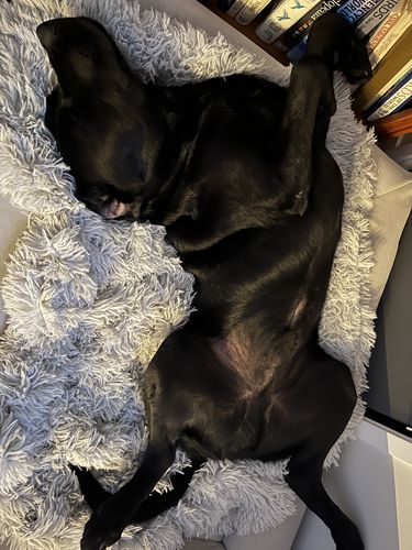 Customer photo review of Matching Calming Blanket
