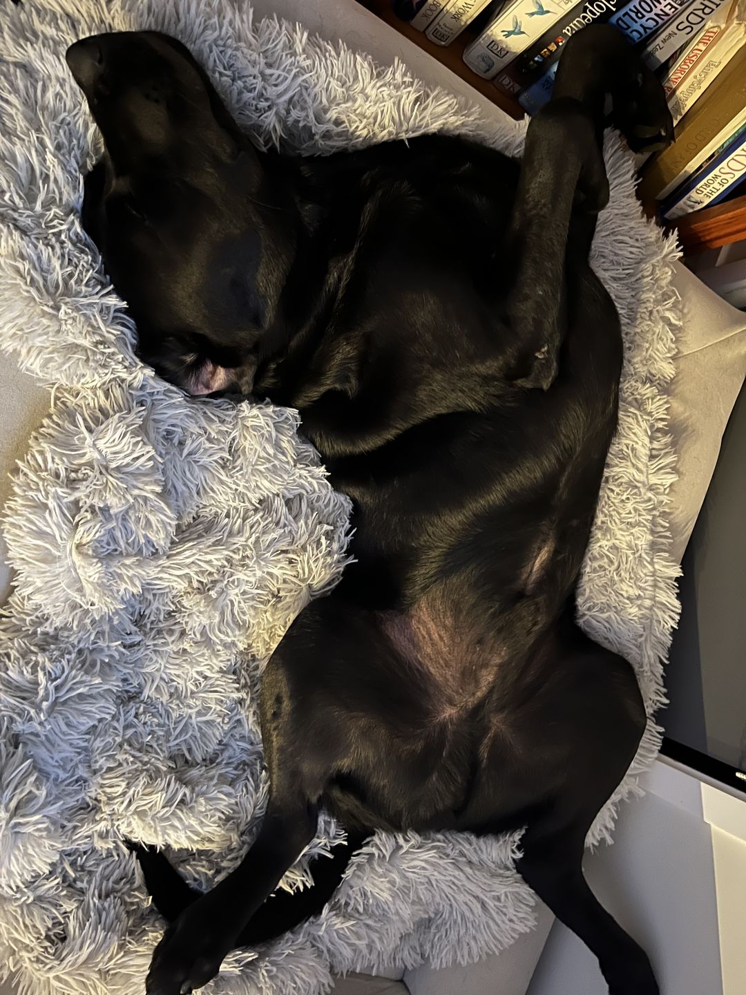 Customer photo review of Matching Calming Blanket