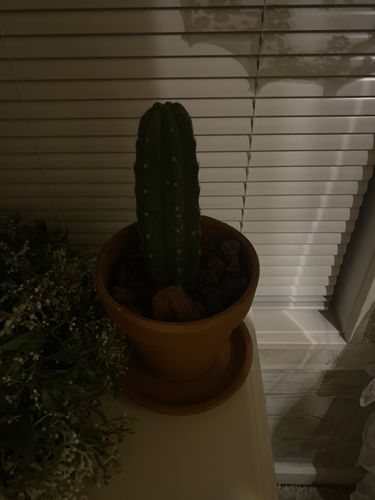 Customer photo review of San Pedro Cactus | Echinopsis pachanoi