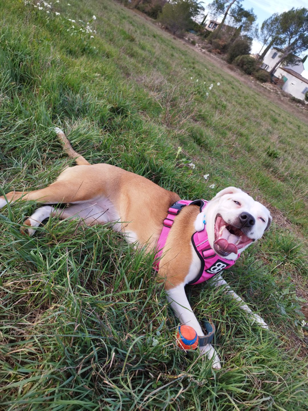 Customer photo review of Premium Comfort Harness | Non Restrictive & Adjustable - Magenta