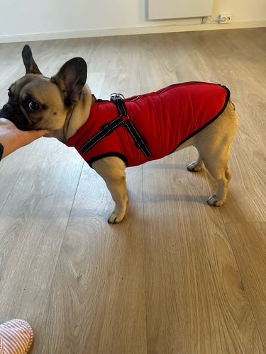 Customer photo review of Dog Coat - Winter Dog Jacket Australia