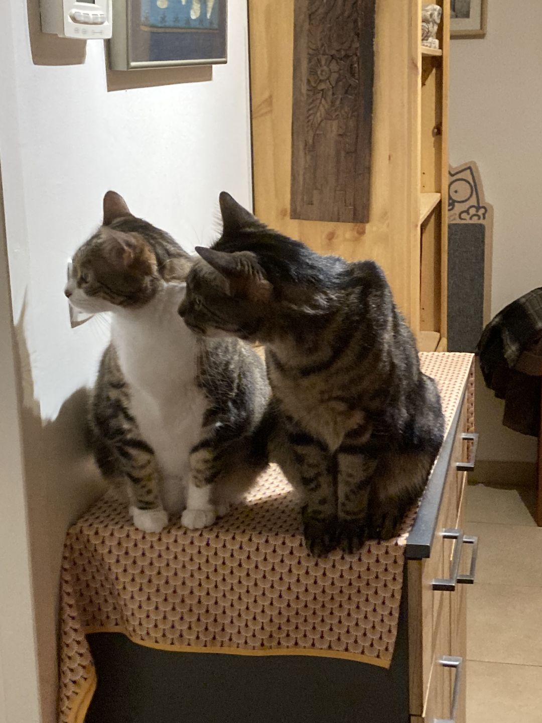 Customer photo review of Pâtées riches en saumon & aux courgettes (chat stérilisé et chat adulte)