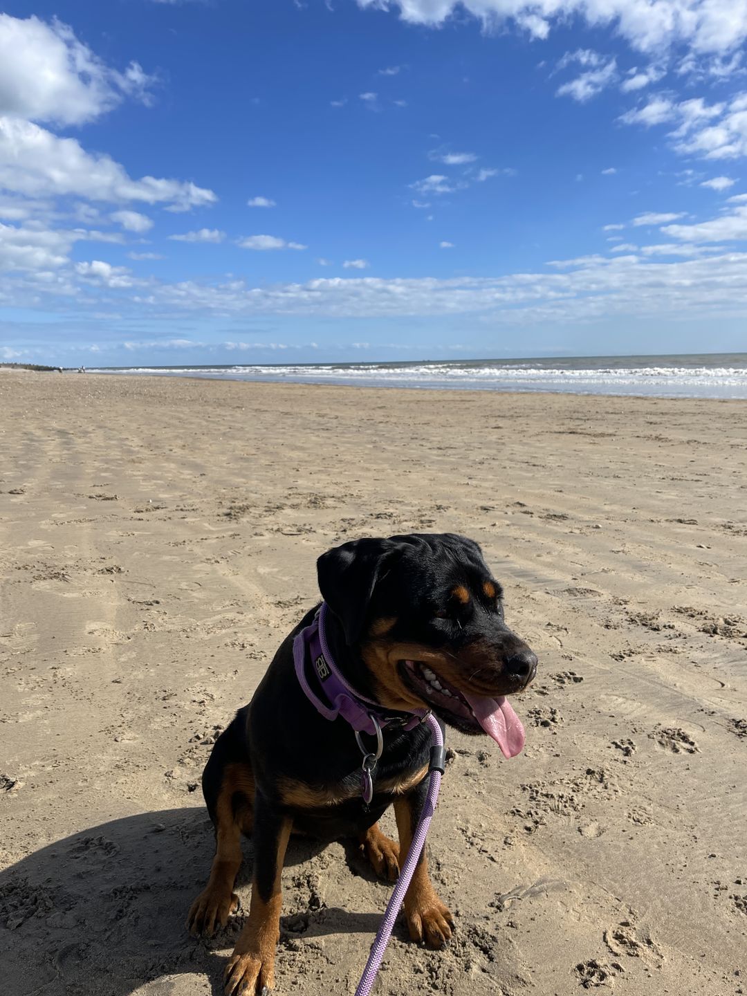 Customer photo review of Slip Lead | Anti-Pull & Anti-Choking Training Lead - Purple