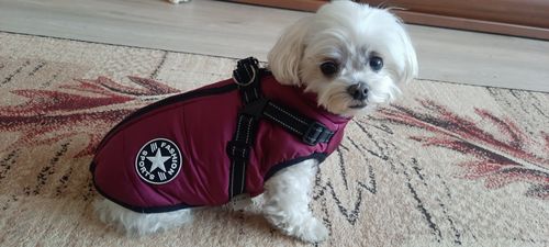 Customer photo review of Dog Coat - Winter Dog Jacket Australia