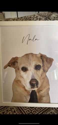 Customer photo review of Πορτραίτο Κατοικίδιου - Πόστερ με κάδρο