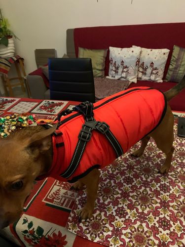 Customer photo review of Dog Coat - Winter Dog Jacket Australia