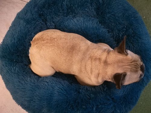 Customer photo review of Calming Dog Bed Australia | Anti Anxiety Dog Bed