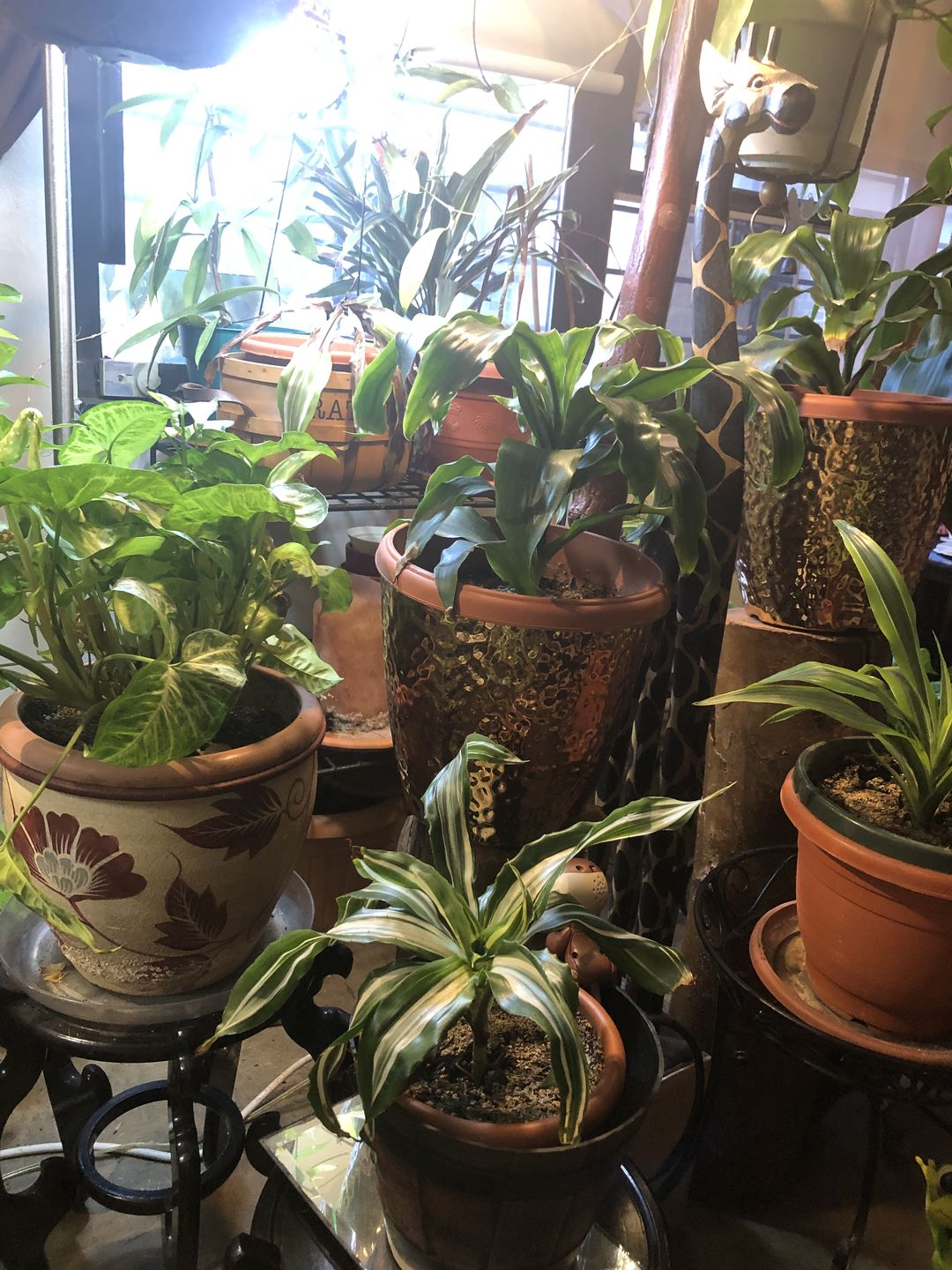 Customer photo review of Ancient Soil
