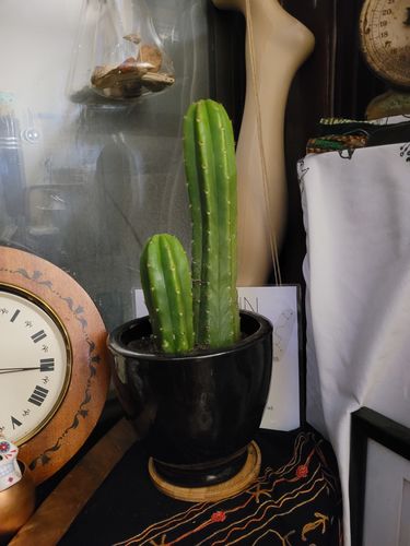 Customer photo review of San Pedro Cactus | Echinopsis pachanoi