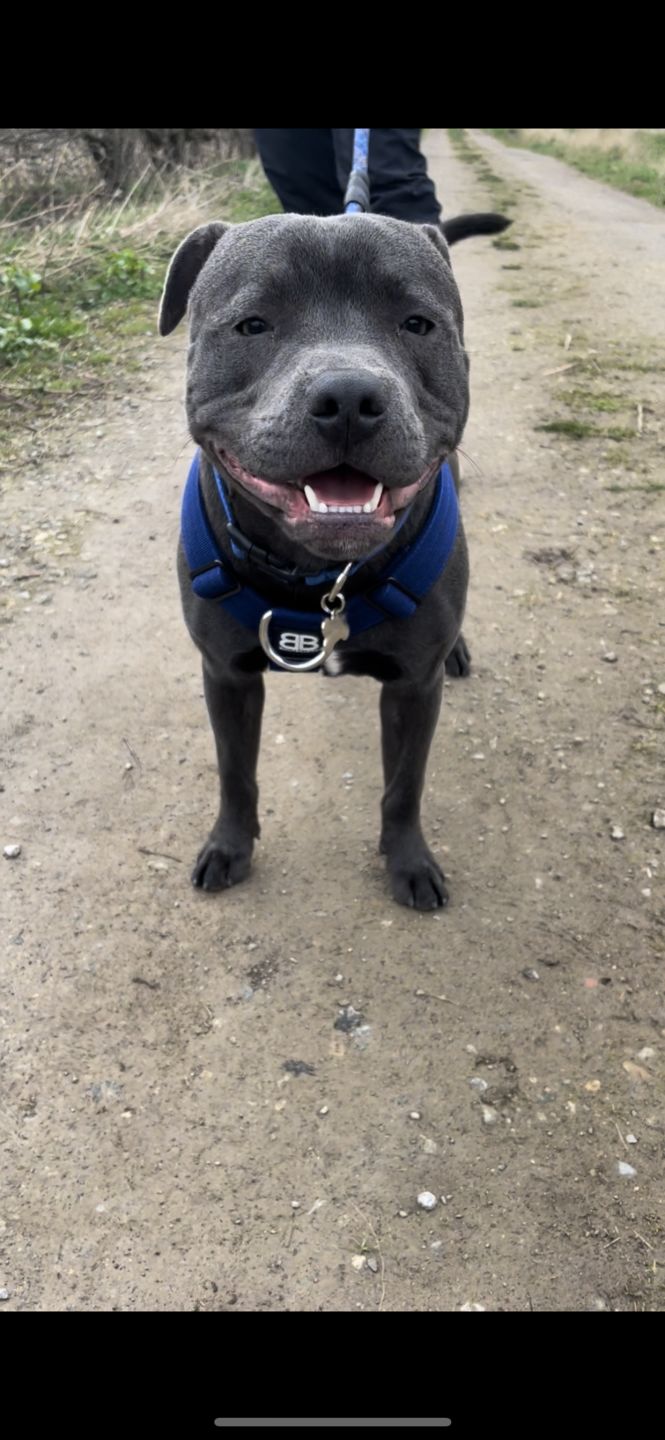 Customer photo review of TRI-Harness® | Anti-Pull, Adjustable & Durable - Dog Trainers Choice -  Blue v2.0