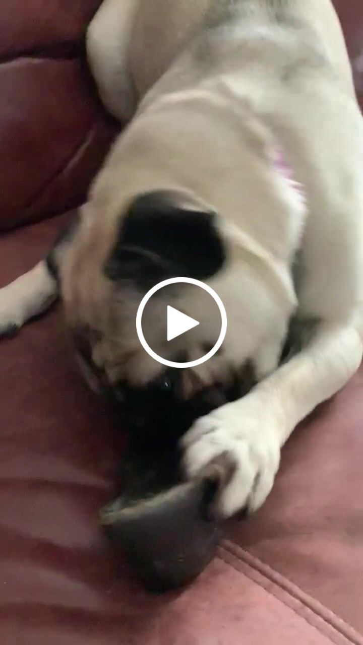 Customer video review of Cow Hooves