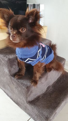 Customer photo review of Collier Anti Aboiement PuppySafe