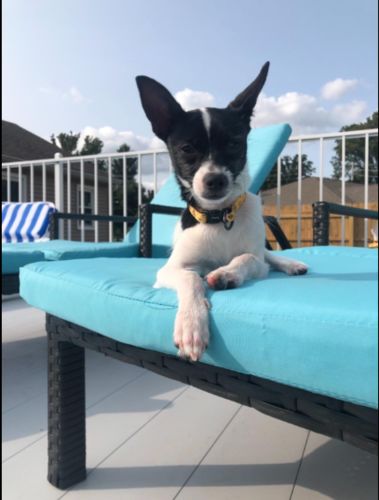 Customer photo review of Patio Rattan Chaise Lounge Chairs Adjustable Poolside Loungers w/ Blue Cushion
