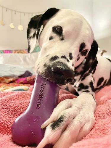 Customer photo review of Freezbone