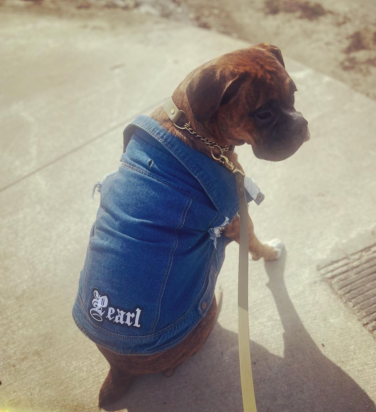 Customer photo review of Denim Dog Vest Raw Blue - Unpatched