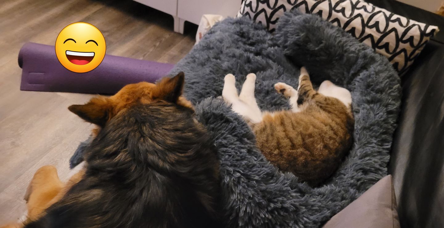 Customer photo review of *NEU* Emmalove - Flauschiges Hundebett für dein Sofa