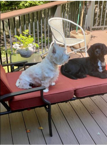 Customer photo review of Outdoor Lounge Chaise Chairs Black Rattan Lounger with Red Cushion & Armchairs