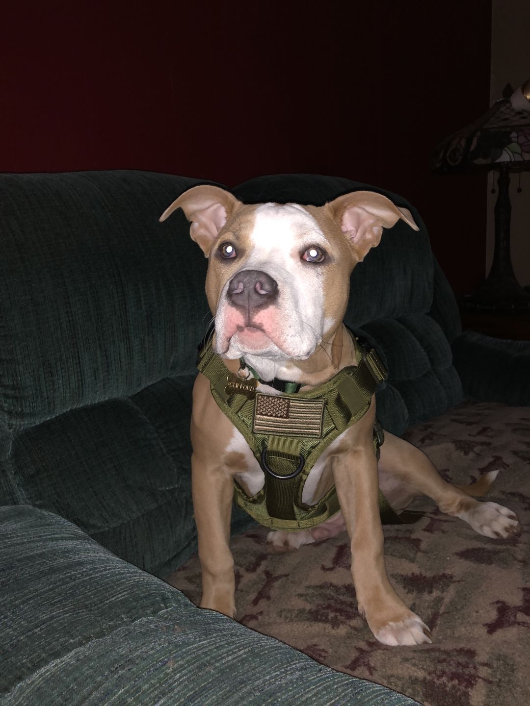 Customer photo review of Heavy-Duty Double-Handle Tactical Bungee K9 Dog Leash