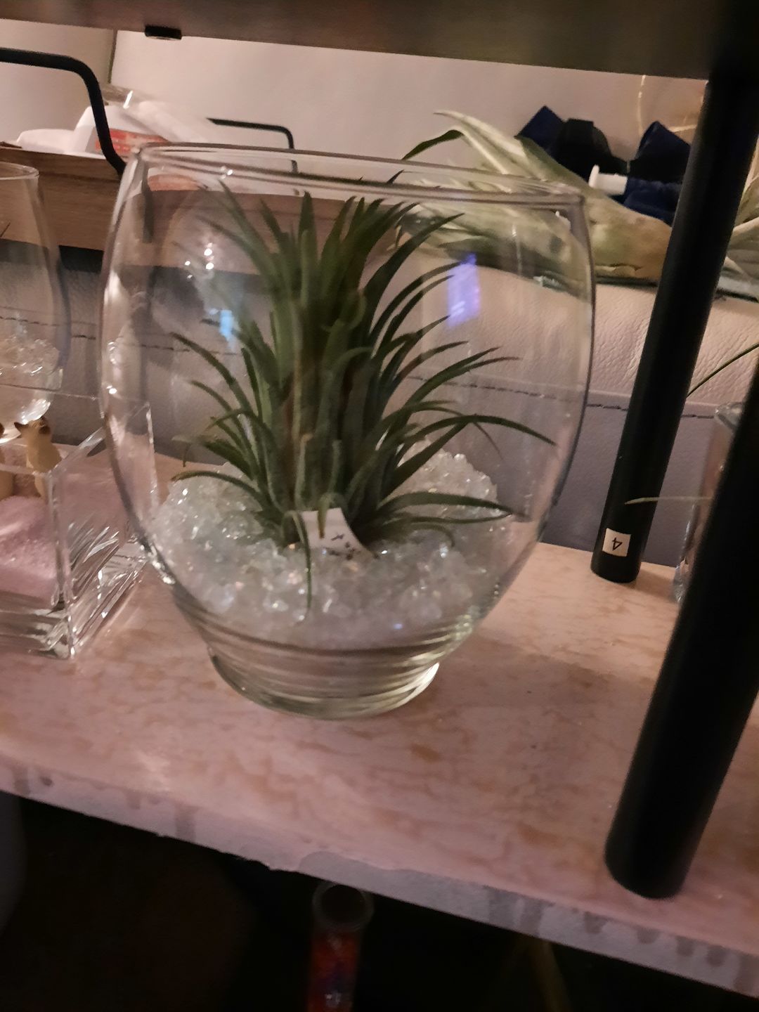 Customer photo review of Ionantha Curly Giant