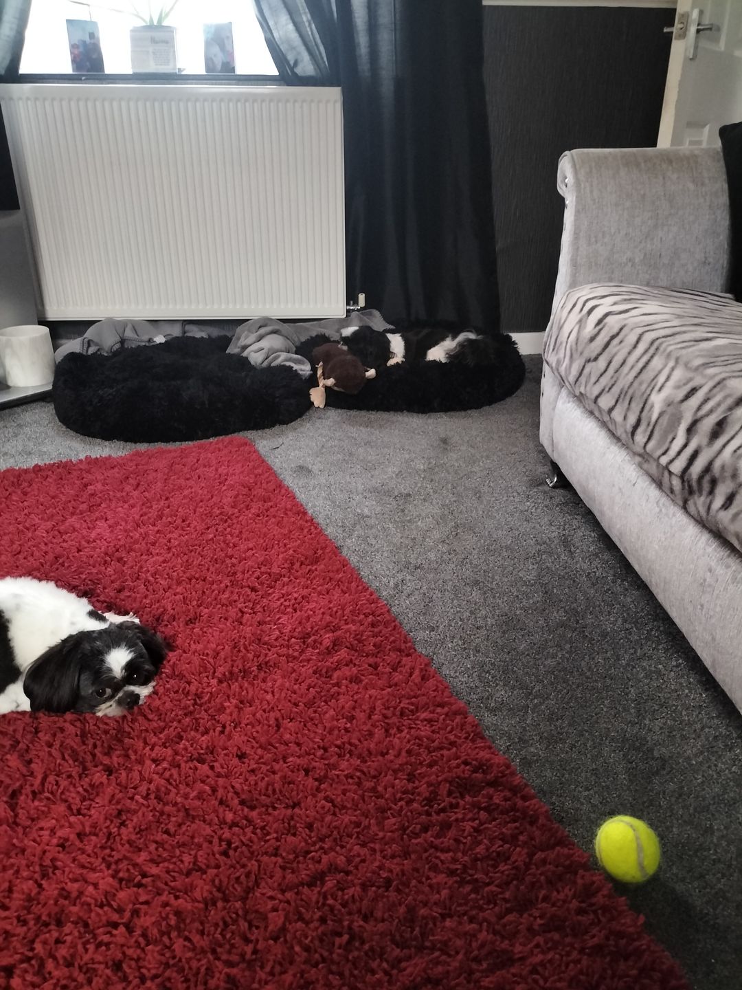 Customer photo review of Donut Dog Bed Calming Soft Comfy Anti Anxiety Plush Dog Bed