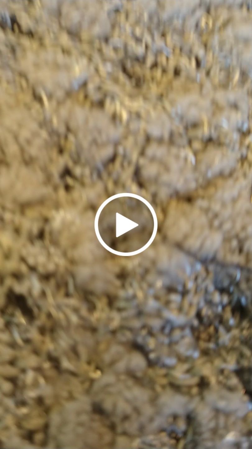 Customer video review of Cowry cluster bracelet/anklet