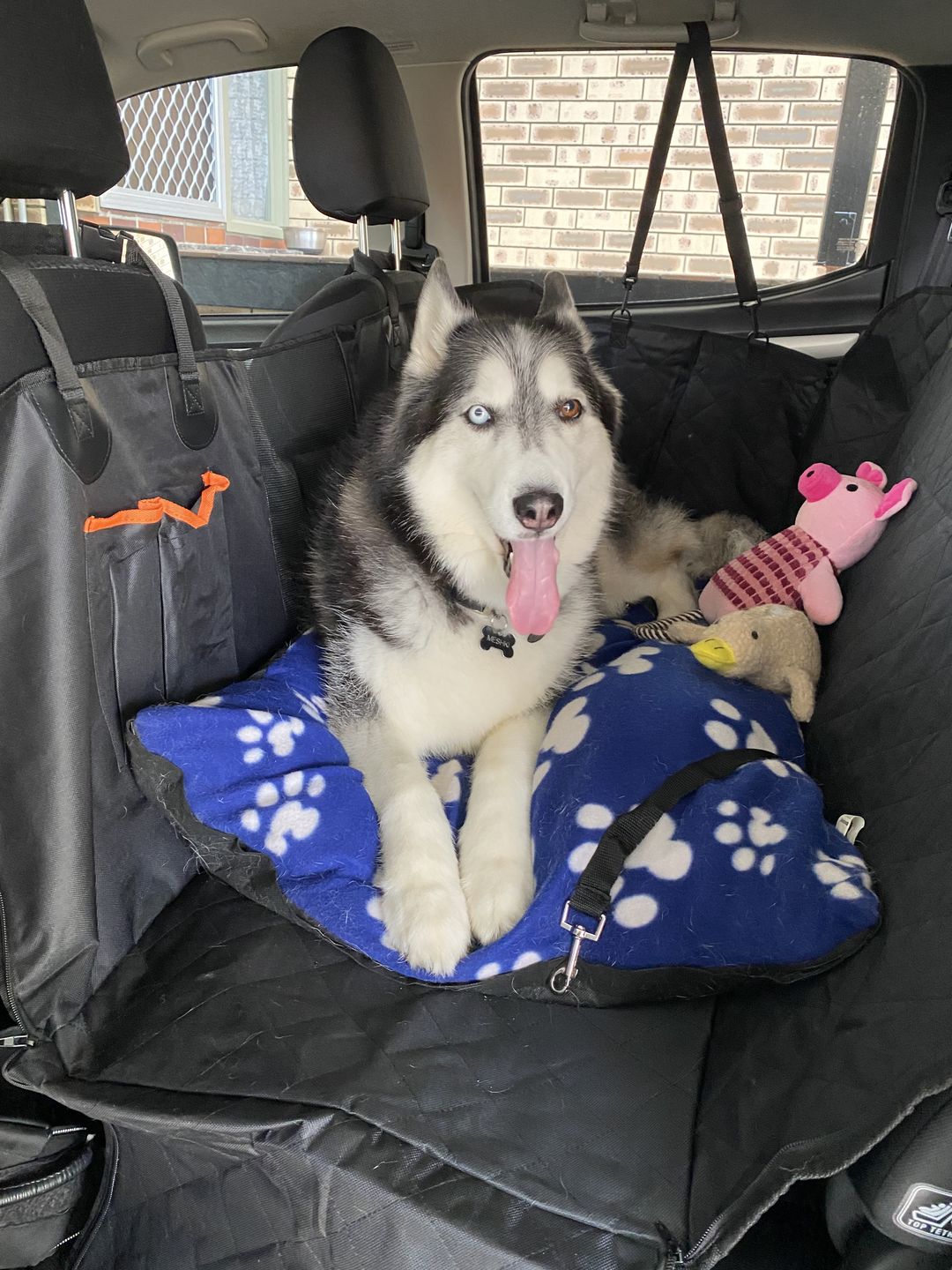 Customer photo review of Waterproof Pet Car Seat Cover With Mesh Window + Free Buckle Leash