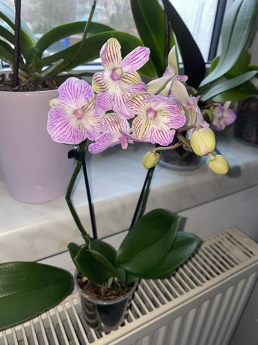 Customer photo review of Table Dance Big Lip Manta Penida mit rosa-gestreiften Blüten mit 2+ Stielen