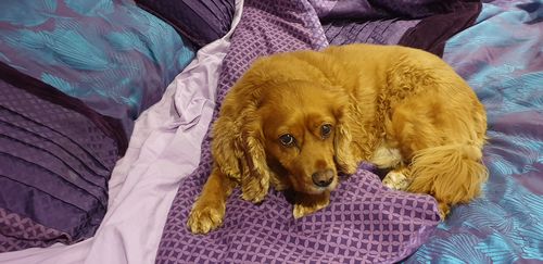 Customer photo review of Hemp Summer Bundle Exclusive: Hemp Seed Oil + Free pack of Doggie Wipes