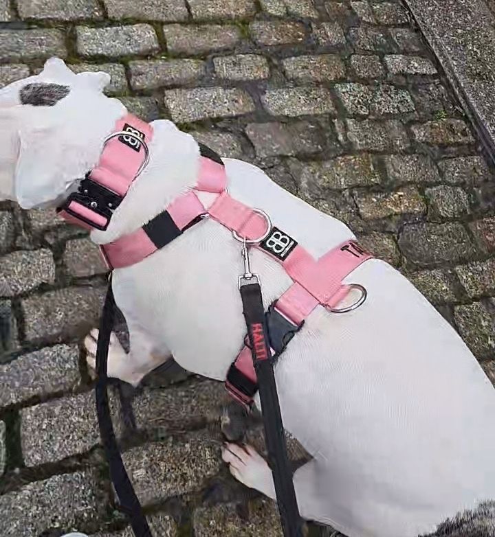 Customer photo review of 5cm Combat® Collar | Rated Clip - NO HANDLE - Pink v2.0