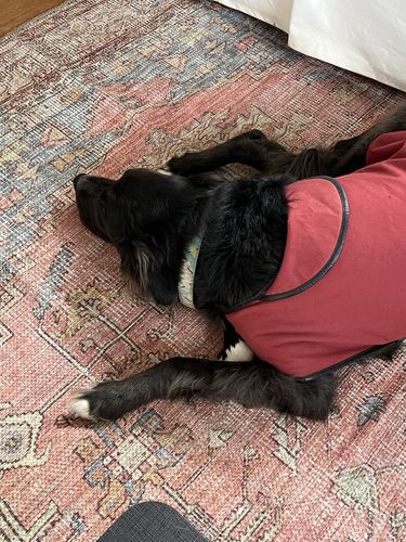 Customer photo review of Remy Machine Washable Rug