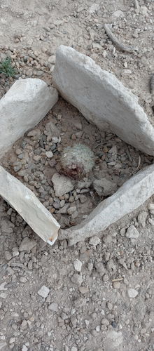 Customer photo review of Fishhook Cactus | Mammillaria hybrid