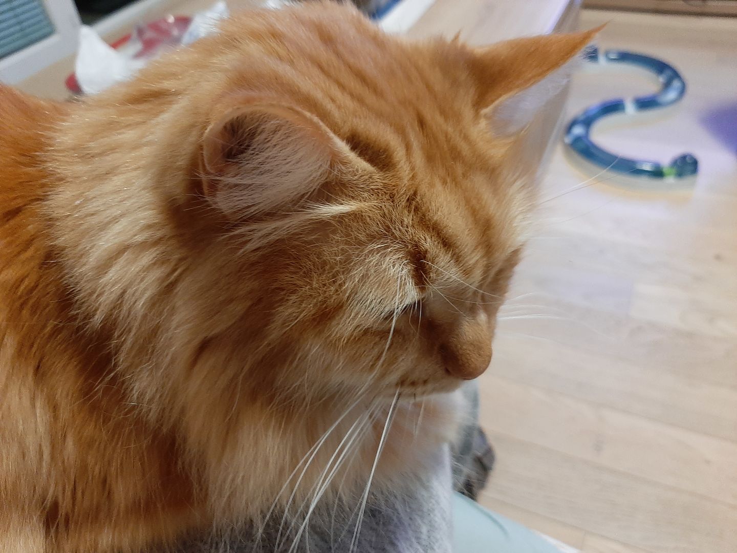 Customer photo review of Pâtées riches en poisson & aux courgettes (chat âgé)