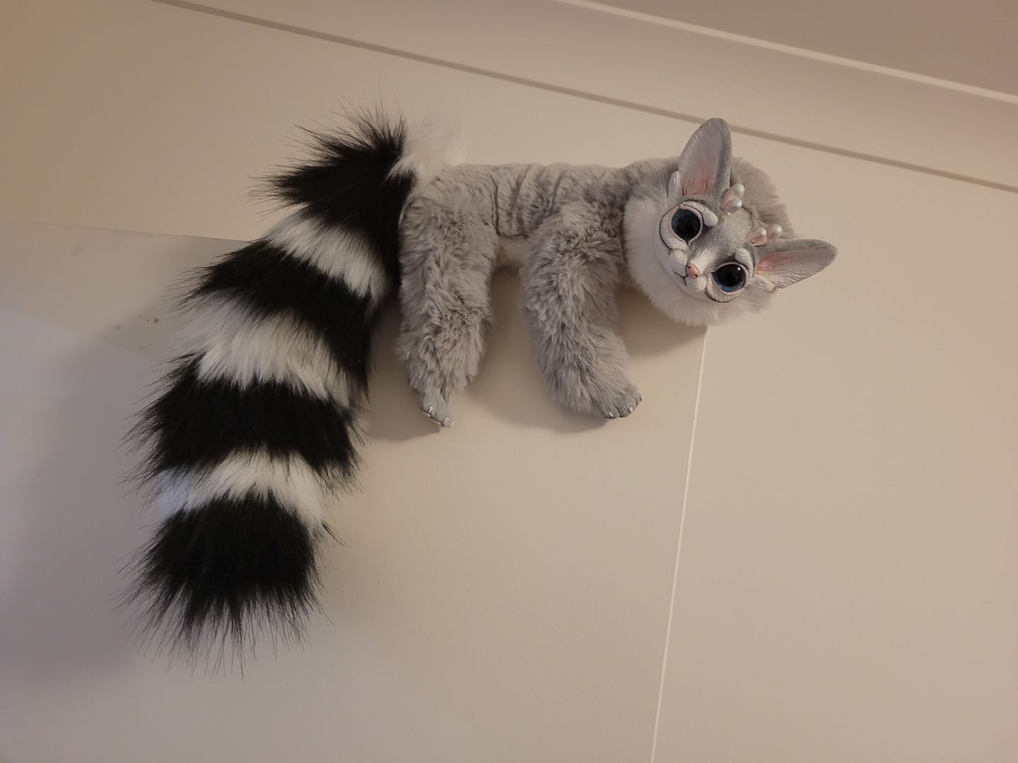 Customer photo review of Ring-tailed cat