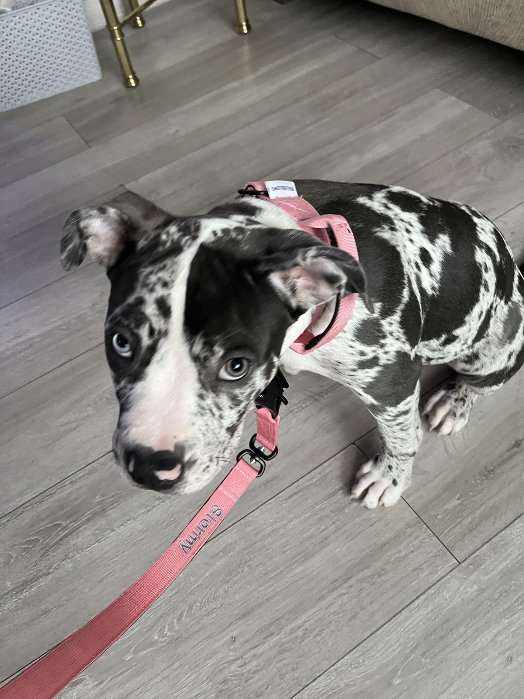 Customer photo review of 1.4m Swivel Combat Lead | Neoprene Lined, Secure Rated Clip with Soft Handle - Pink