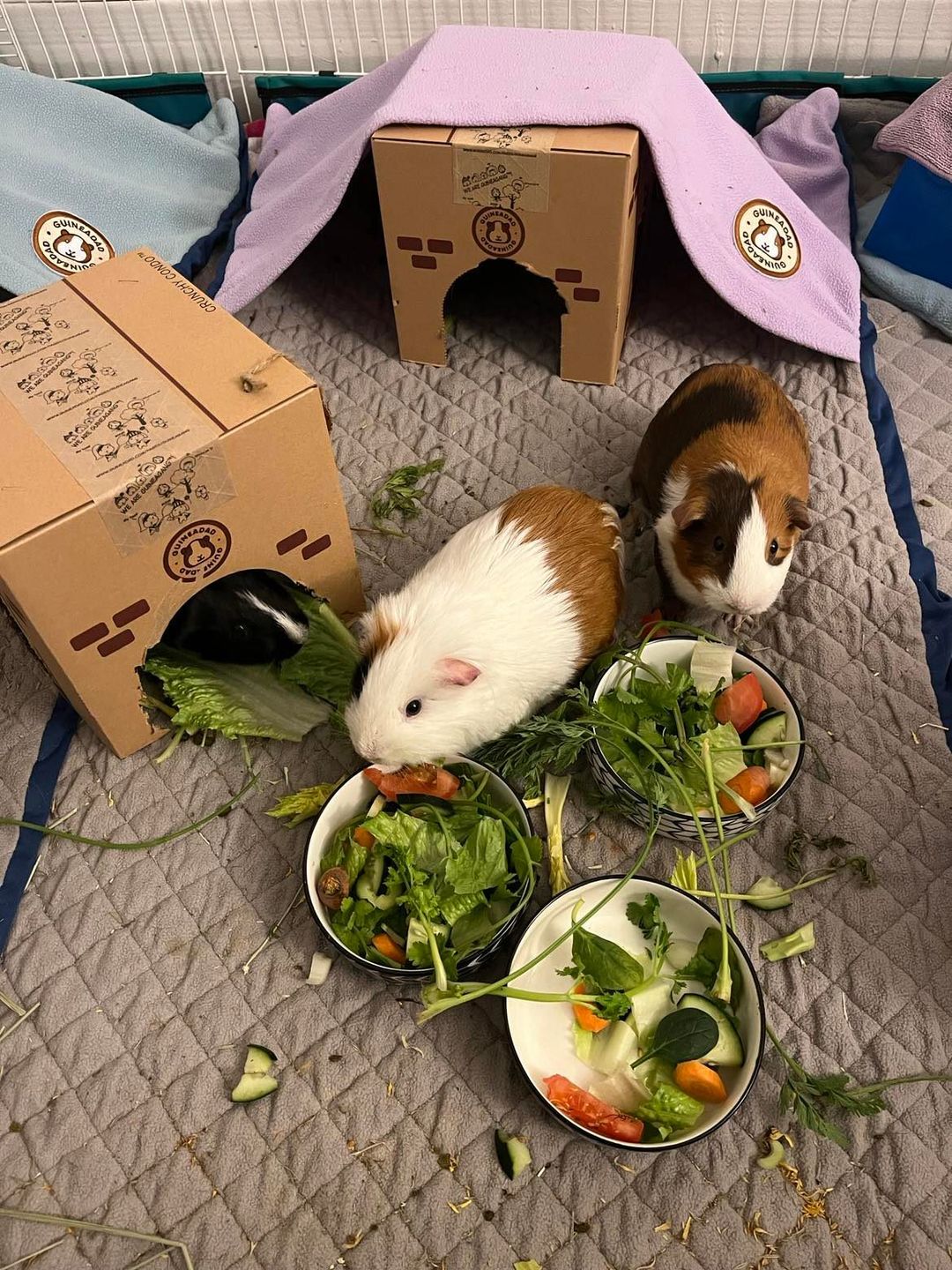 Customer photo review of GuineaDad Crunchy Condo (Pack of 3) - Guinea Pig Toy - Safe and Fun