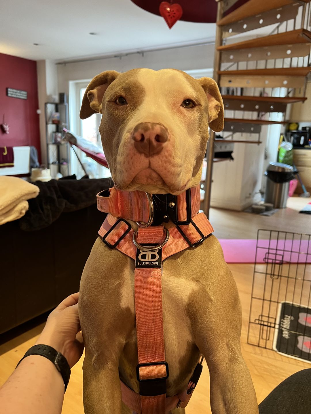 Customer photo review of 1.4m Swivel Combat Lead | Neoprene Lined, Secure Rated Clip with Soft Handle - Pink