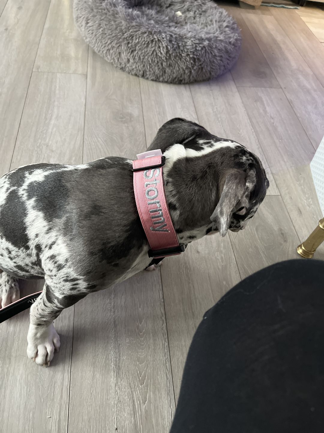Customer photo review of 2.5cm Combat® Collar | With Handle & Rated Clip - Pink v2.0