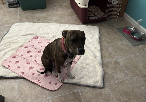 Customer photo review of Potty Buddy™ Waterproof Blanket
