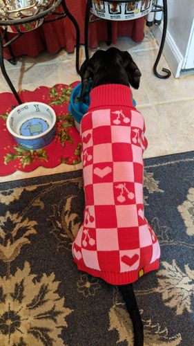 Customer photo review of Roll Neck Dog Knitted Love Sweater