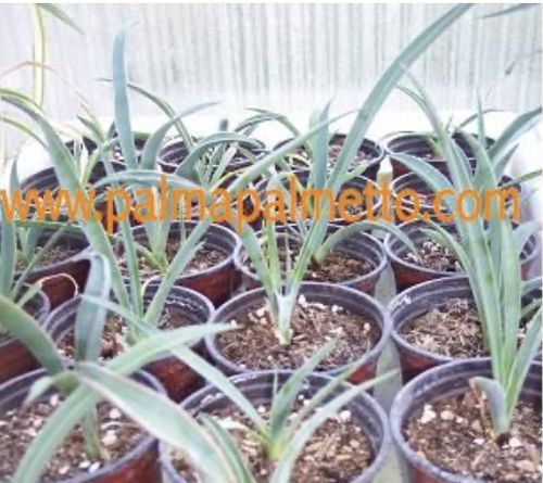 Customer photo review of Yucca baccata / 30-40 cm