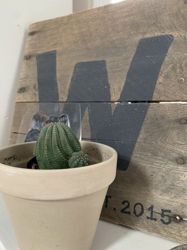 Customer photo review of Baseball Plant | Euphorbia Obesa