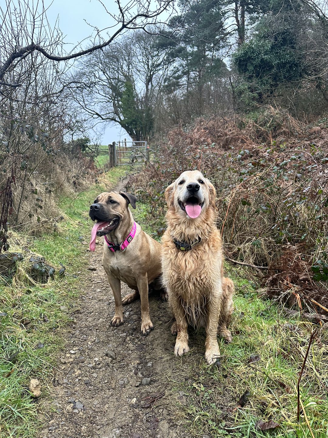 Customer photo review of 4cm Combat® Collar | Rated Clip - NO HANDLE - Magentas v2.0