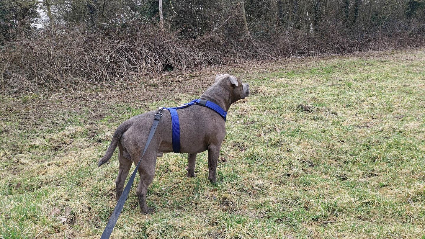 Customer photo review of TRI-Harness® | Anti-Pull, Adjustable & Durable - Dog Trainers Choice -  Blue v2.0
