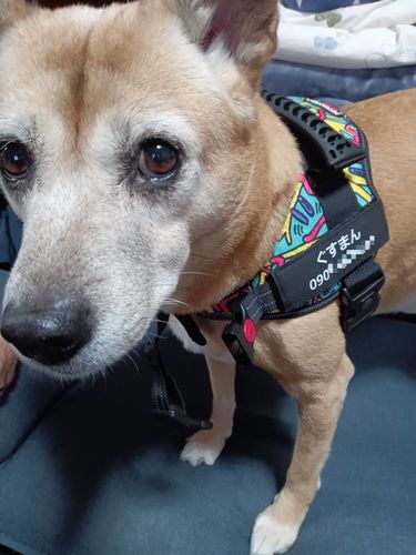 Customer photo review of Petcanva® オーダーメイド犬用ハーネス