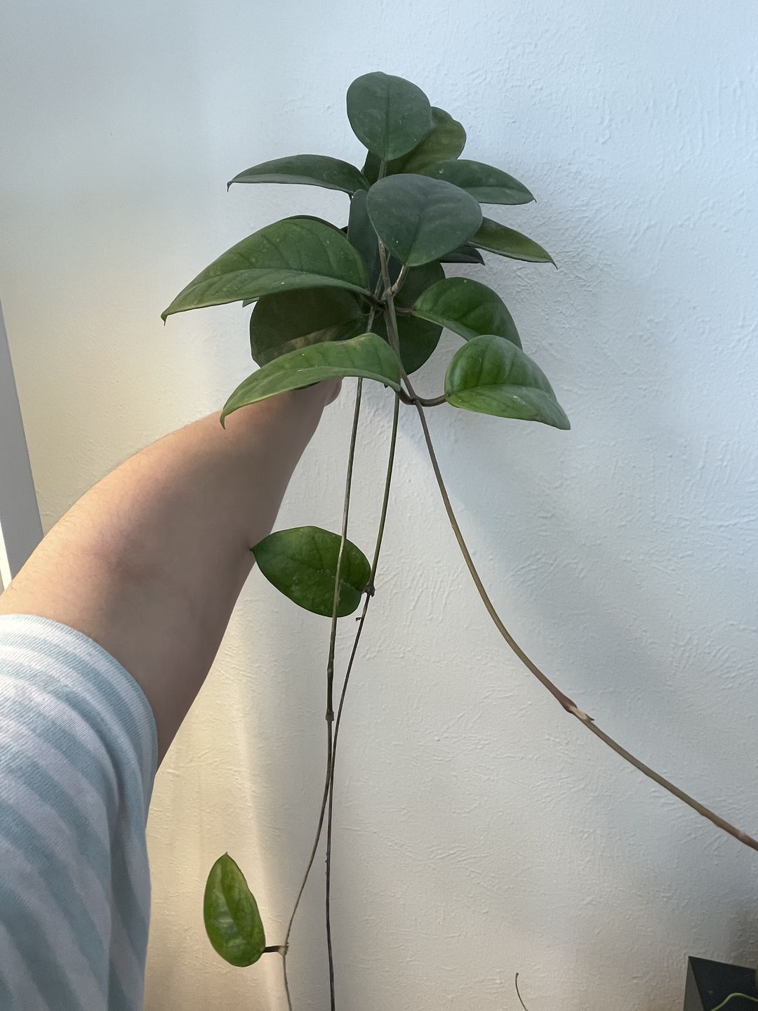 Customer photo review of 3" Hoya fungii